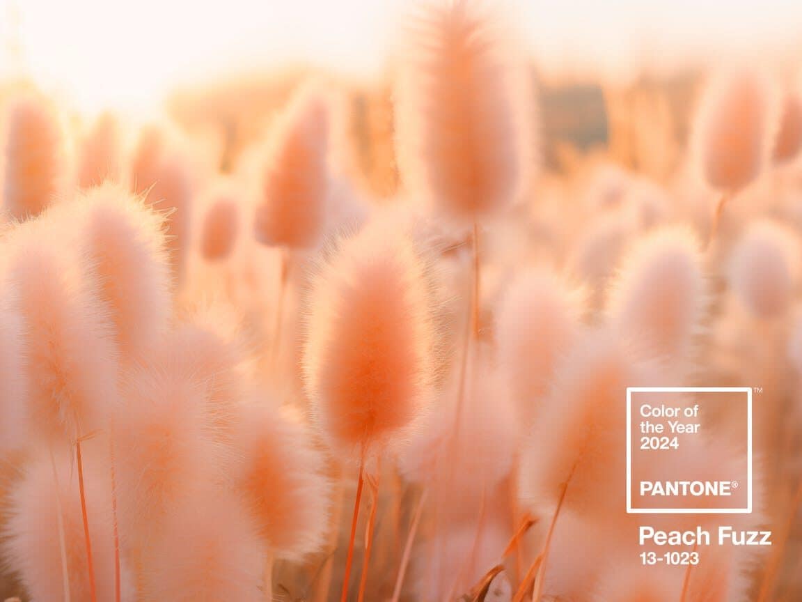 BLOG 2024 Pantone Peach Fuzz field of dreams